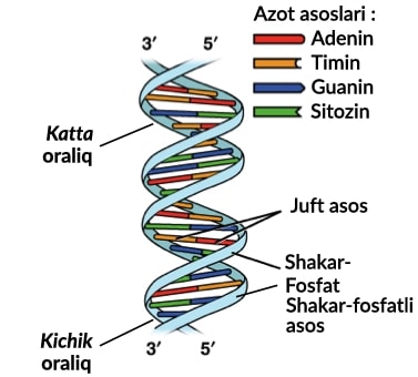 DNK (dezoksiribonuklein kislota) yoxud asrning eng katta ilmiy yutuqlaridan biri haqida