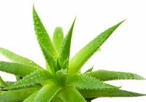 Aloe go’zallik timsoli